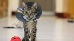 Jak pomóc kotom przetrwać kastracji